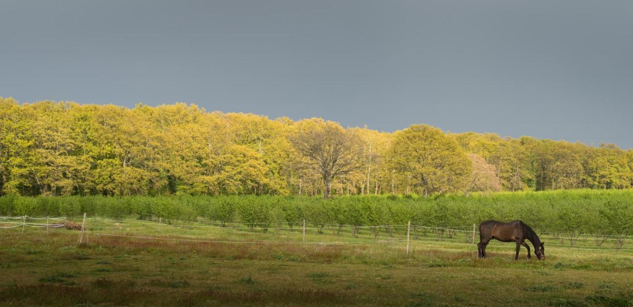 Agriturismo Il Poggio Vetralla Dış mekan fotoğraf
